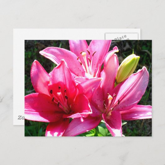 Pink Lilies in Bloom Postkarte (Vorne/Hinten)