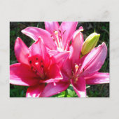 Pink Lilies in Bloom Postkarte (Vorderseite)