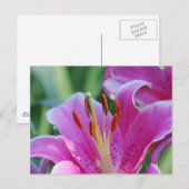 Pink Lilies Postcard Postkarte (Vorne/Hinten)
