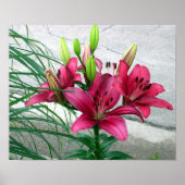 Pink Lilies Poster (Vorne)