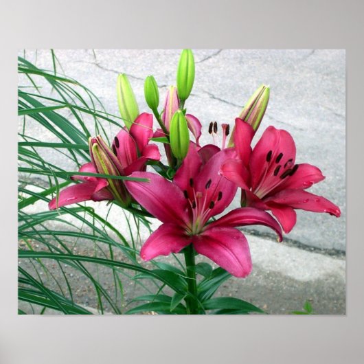Pink Lilies Poster (Vorne)