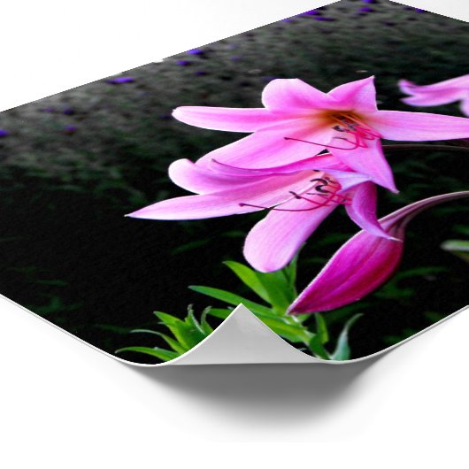 Pink Lilies Poster (Ecke)