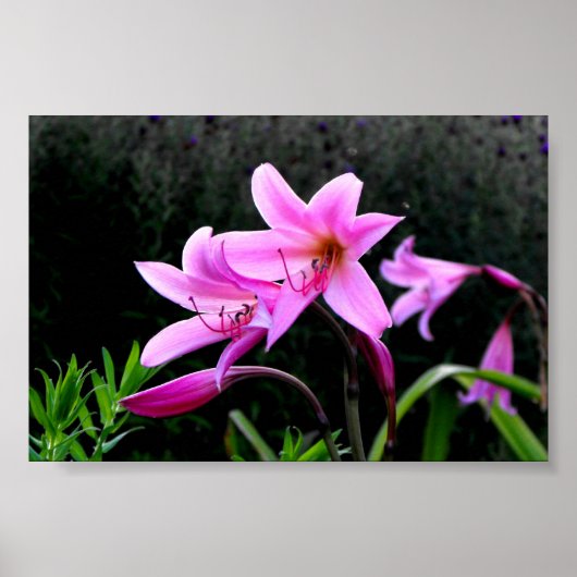Pink Lilies Poster (Vorne)
