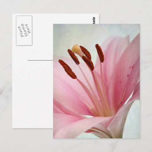Pink Lilies Postkarte (Vorne/Hinten)