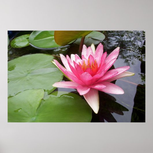 Pink Lilly in Pond Poster (Vorne)