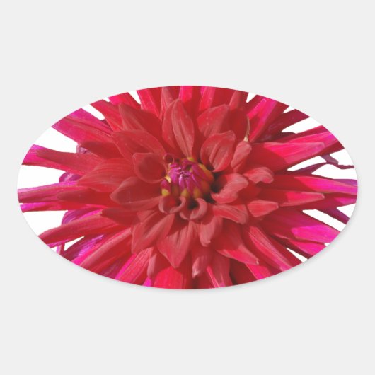 Pink Lilly Ovaler Aufkleber (Vorderseite)