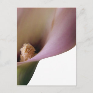 Pink Lilly Postcard Postkarte