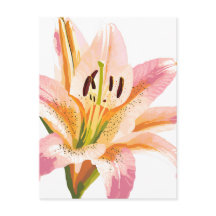 Pink Lily Blume | Aquarellfarbene Blütenmalerei