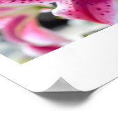 Pink Lily Blume Foto Poster (Ecke)