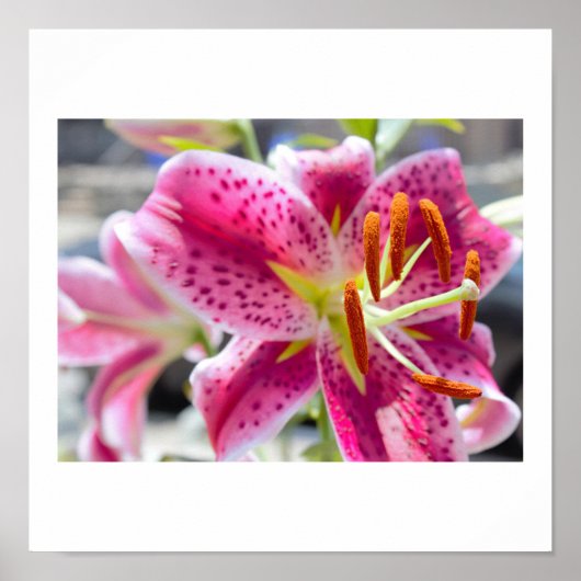 Pink Lily Blume Foto Poster (Vorne)