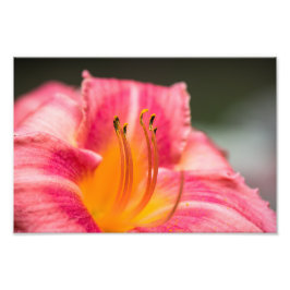 Pink Lily Blume Fotodruck