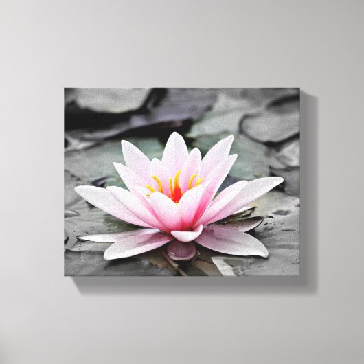 Pink Lily Blume mit schwarzem Hintergrund Leinwanddruck (Vorderseite)