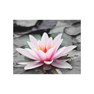 Pink Lily Blume mit schwarzem Hintergrund Leinwanddruck