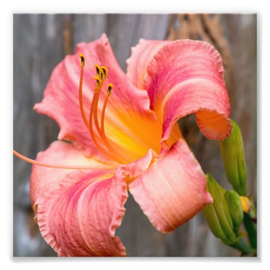 Pink Lily Blume Nah Fotodruck (Vorne)