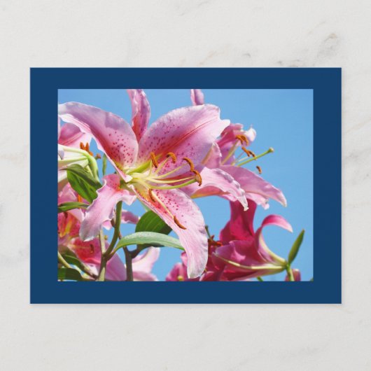 Pink Lily Blume Postkarten Blue Sky Botanic (Vorderseite)