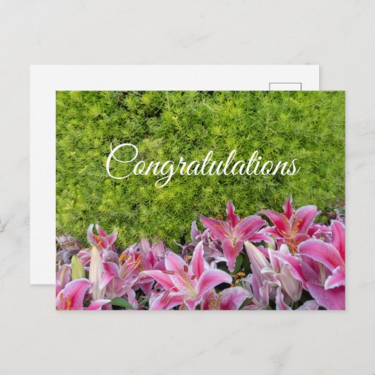 Pink Lily Blume über grüne Pflanze Herzlichen Glüc Postkarte (Vorne/Hinten)