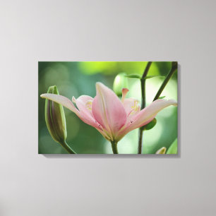 Pink Lily-Bokeh von Shirley Taylor Leinwanddruck