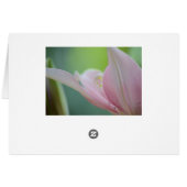 Pink Lily by Shirley Taylor (Rückseite Horizontal)