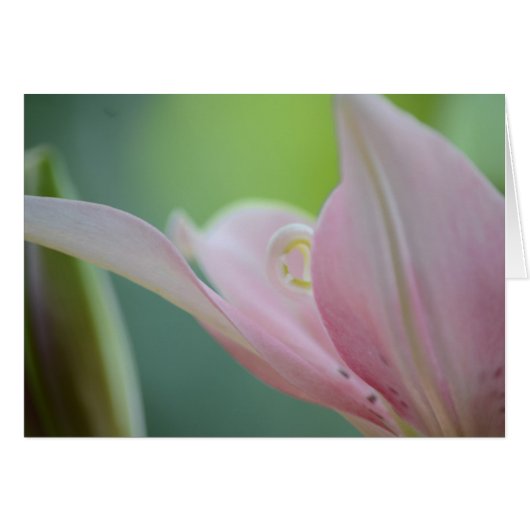 Pink Lily by Shirley Taylor (Vorderseite (Horizontal))