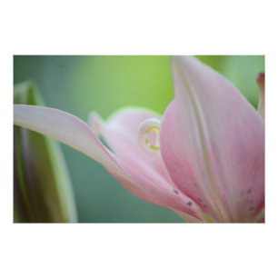 Pink Lily by Shirley Taylor Fotodruck