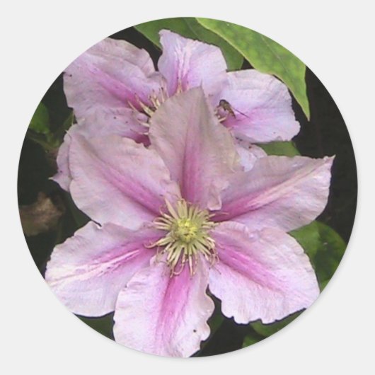Pink Lily ( Clematis) Aufkleber (Vorderseite)