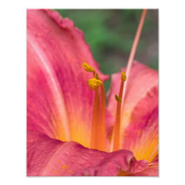 Pink Lily Macro Fotodruck