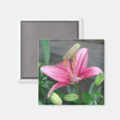 Pink Lily Magnet (Vorderseite/Rückseite)