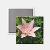 Pink Lily Magnet (Vorderseite/Rückseite)
