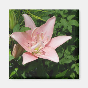 Pink Lily Magnet