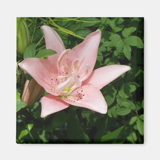 Pink Lily Magnet (Vorne)