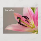 Pink Lily Postcard Postkarte (Vorderseite)