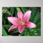 Pink Lily Poster (Vorne)