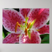 Pink Lily Poster (Vorne)