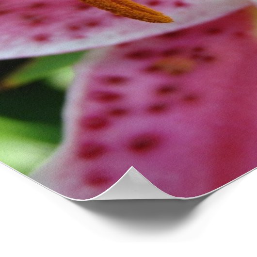 Pink Lily Poster (Ecke)