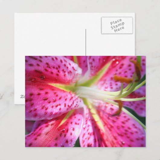 Pink Lily Postkarte (Vorne/Hinten)