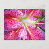 Pink Lily Postkarte (Vorderseite)