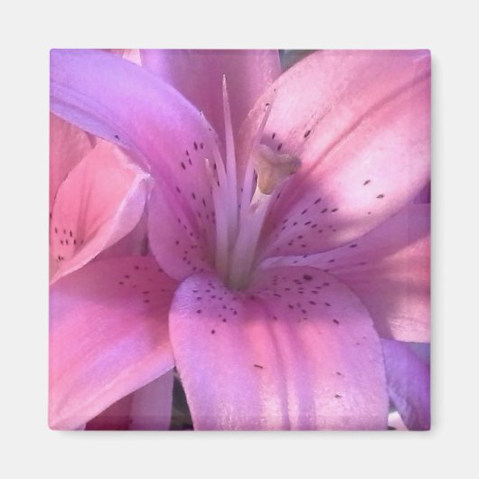 Pink Lily Refridgerator Magnet (Vorne)