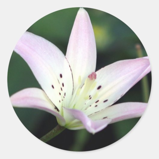 Pink Lily Runder Aufkleber (Vorderseite)