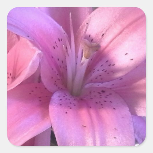 Pink Lily Sticker (Vorderseite)