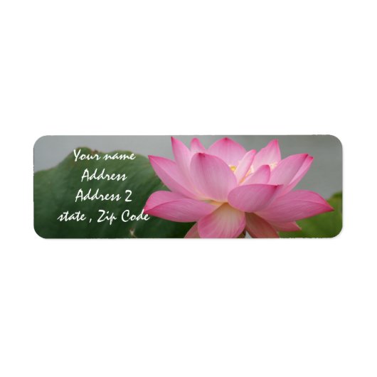 Pink Lotus Blossom (Vorne)