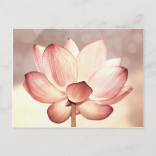 Pink Lotus Blossom Postkarte