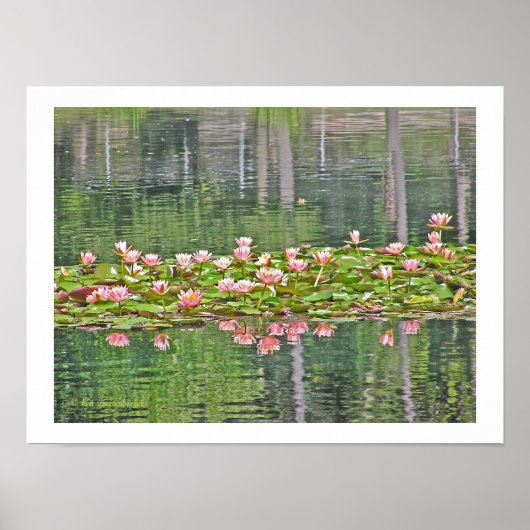 "PINK LOTUS BLOSSOME UND REFLEKTIONEN IN POND" POSTER (Vorne)