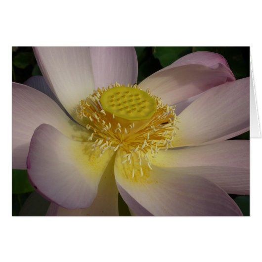 Pink Lotus Blume I Summer Floral (Vorderseite (Horizontal))