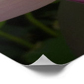 Pink Lotus Blume I Summer Floral Poster (Ecke)