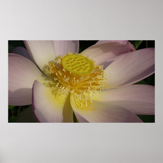 Pink Lotus Blume I Summer Floral Poster (Vorne)