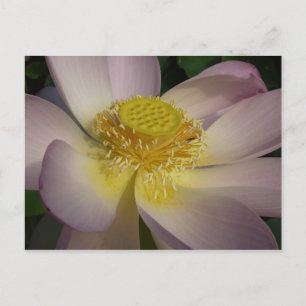 Pink Lotus Blume I Summer Floral Postkarte