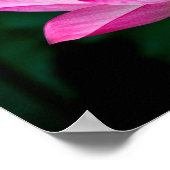 Pink Lotus Poster (Ecke)