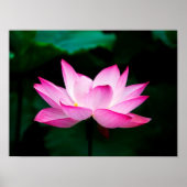 Pink Lotus Poster (Vorne)
