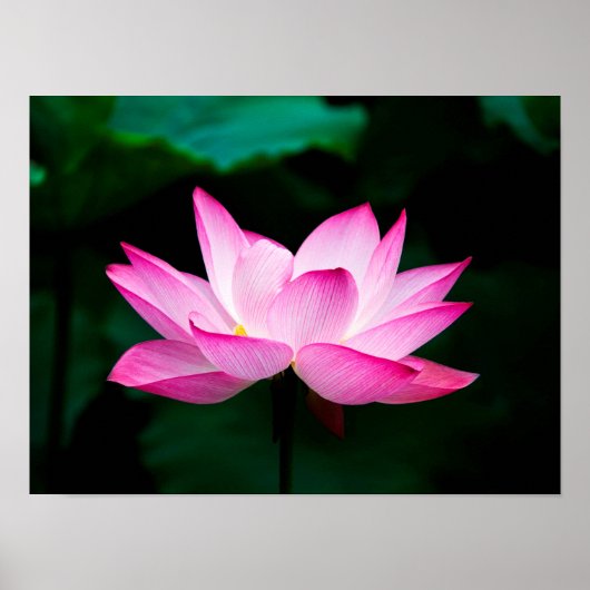 Pink Lotus Poster (Vorne)