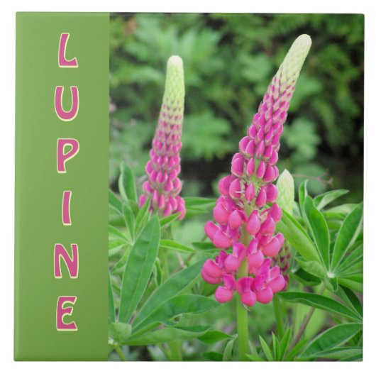 "PINK LUPINE" /FLORAL DESIGN FLIESE (Vorderseite)